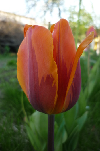 P1050043 - LALELELE preferatele mele