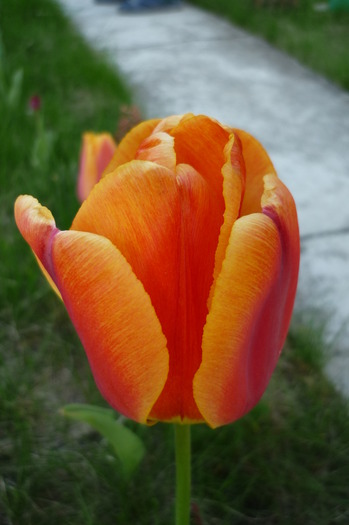 P1050044 - LALELELE preferatele mele