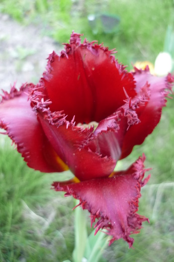 P1050046 - LALELELE preferatele mele