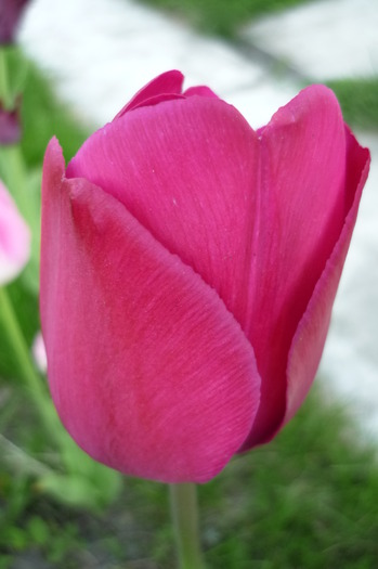 P1050049 - LALELELE preferatele mele