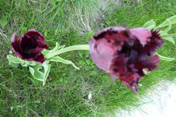 P1050054 - LALELELE preferatele mele