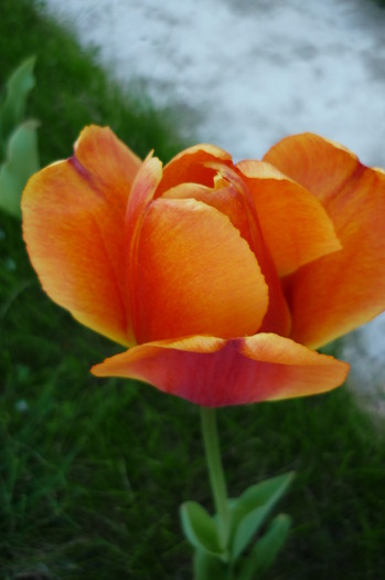 P1050055 - LALELELE preferatele mele