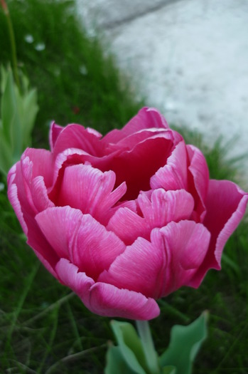 P1050057 - LALELELE preferatele mele