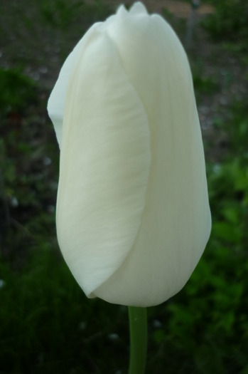 P1050058 - LALELELE preferatele mele