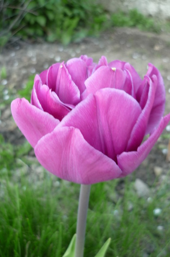 P1050062 - LALELELE preferatele mele