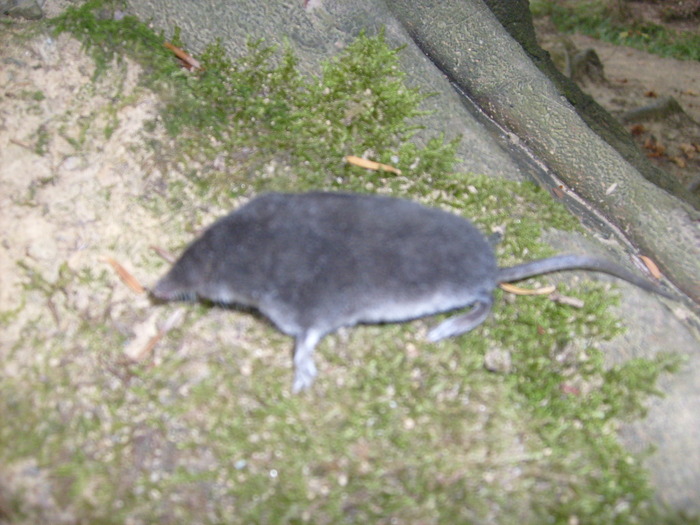 S6300435 - Busteni 11 13 sept 2008