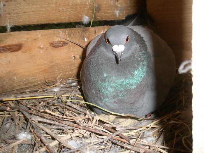 femela - poze porumbei