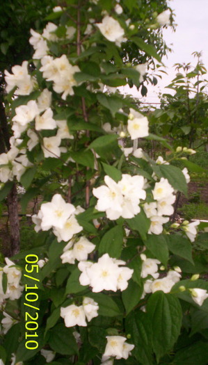 iasomie - flori de gradina 2010