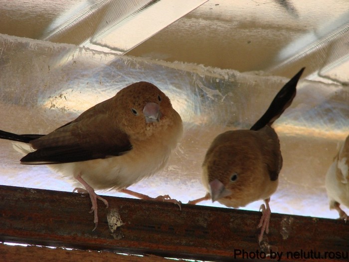 DSC09532 - Pescarusi cu cioc argintiu - African Silverbill