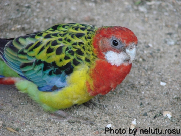 DSC09901 - Rosella