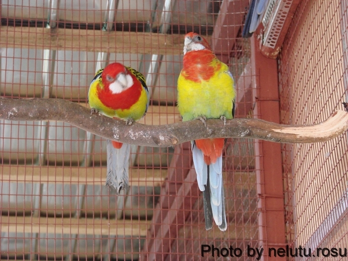 DSC09871 - Rosella