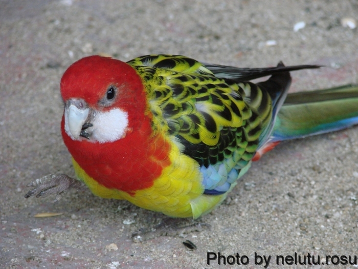 DSC09896 - Rosella