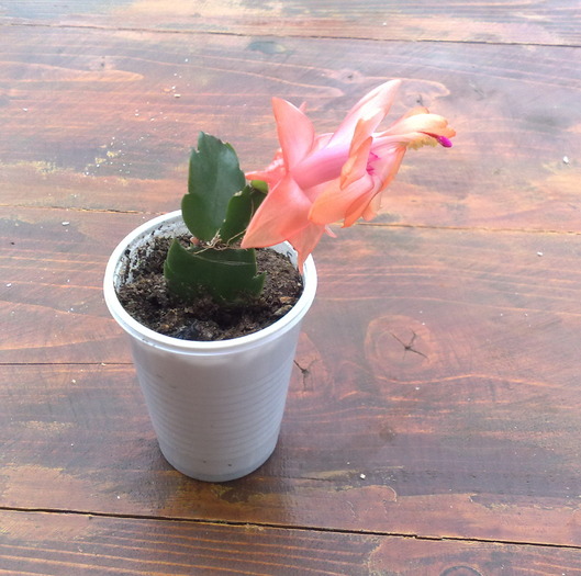 090520102556 - Schlumbergera si Rhipsalidolis