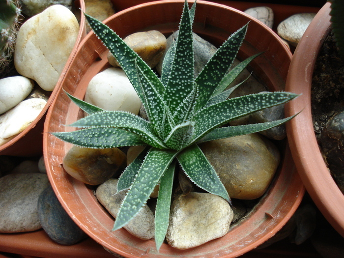 Aloe aristata, Torch plant, 07may09