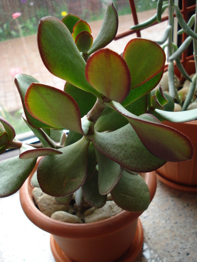 Cotyledon orbiculata, 07may2009