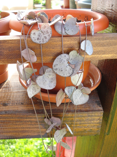 Ceropegia woodii, 15may2009 - SUCCULENTS and CACTI