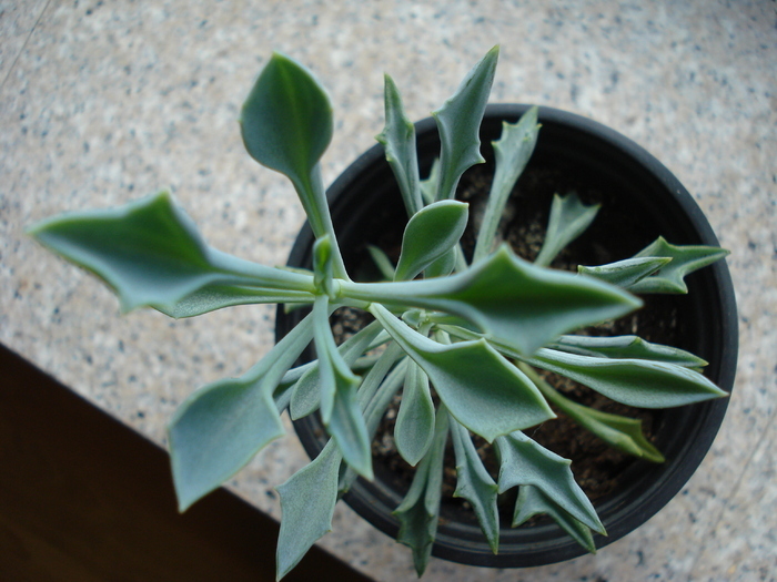 Senecio kleiniiformis, 22may2009 - SUCCULENTS and CACTI