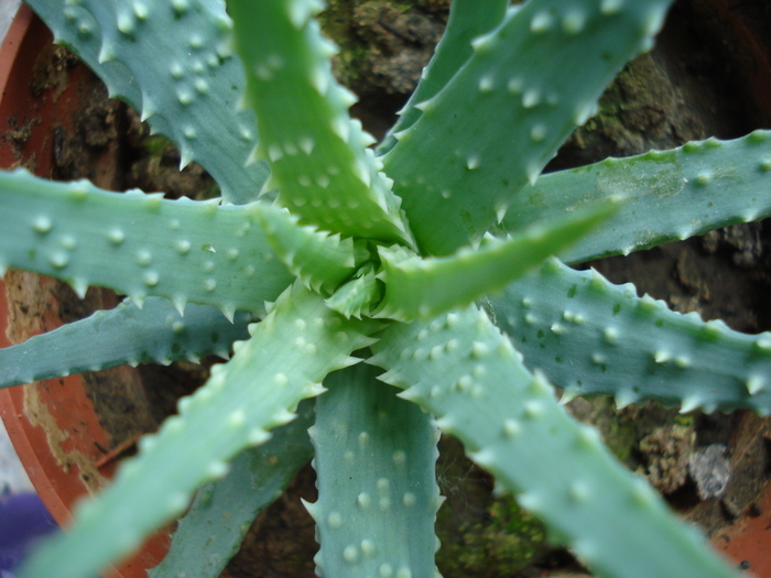 Aloe humilis, Spider Aloe, 22may09 - SUCCULENTS and CACTI