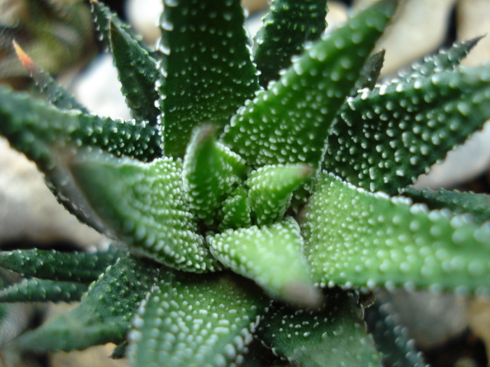 Haworthia baccata, 22may2009 - SUCCULENTS and CACTI