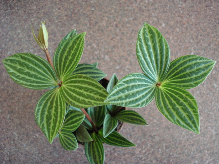 Peperomia Watermelon, 28may2009 - SUCCULENTS and CACTI