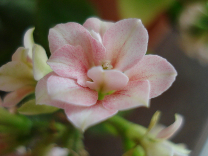 White kalanchoe, 13feb2010 - SUCCULENTS and CACTI