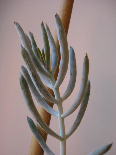 Senecio mandraliscae, 03may2010 - SUCCULENTS and CACTI