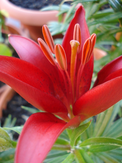 Red Asiatic lily, 11may2010 - Asiatic lily Red