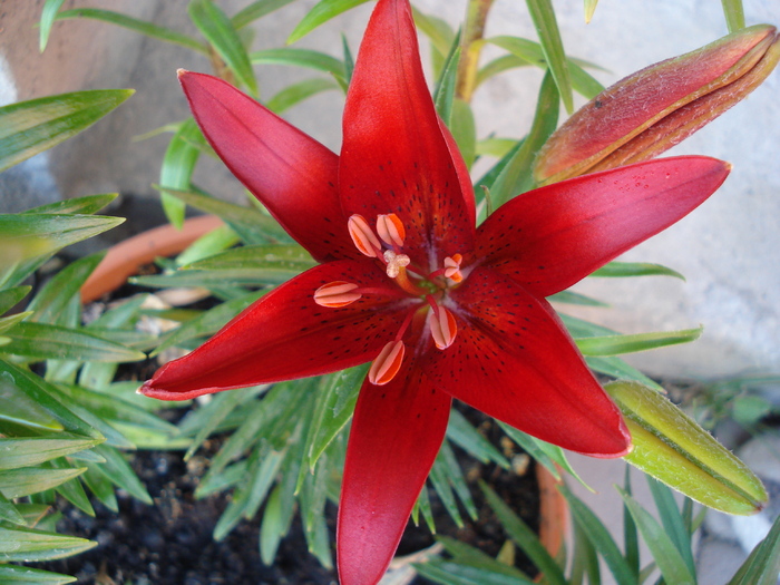 Red Asiatic lily, 11may2010