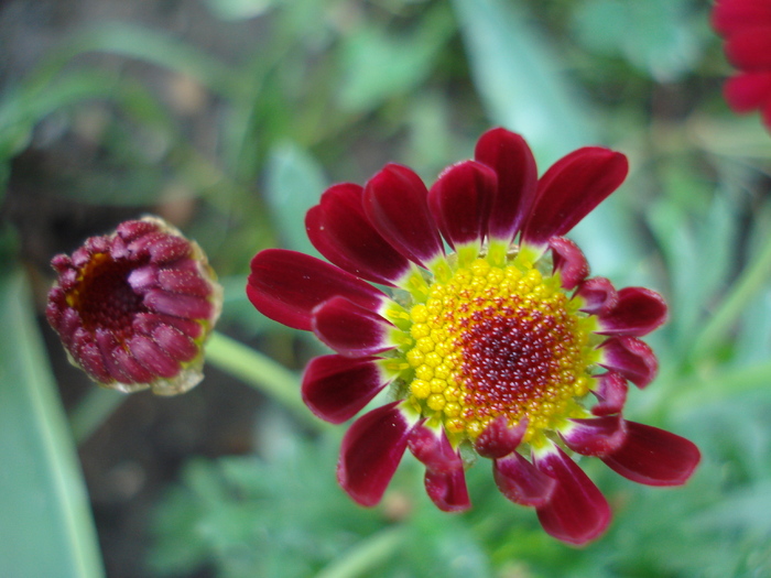 Daisy Madeira Red (2010, May 11) - Argyranthemum Madeira Red