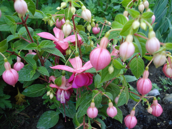 Fuchsia La Campanella (2010, May 11)