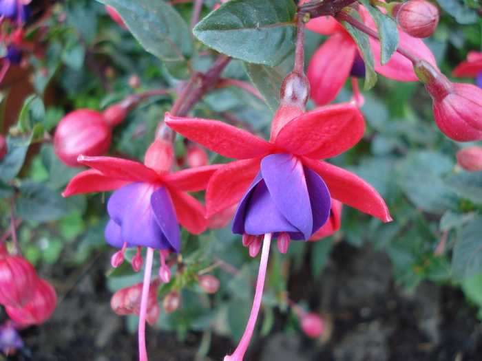 Fuchsia Mrs Popple (2010, May 11)