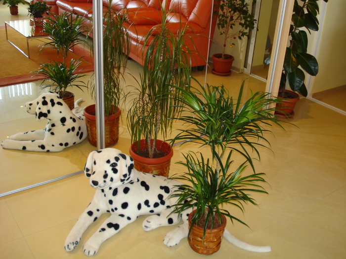 DRACENA