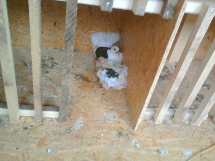 3 pui de anu asta...singurii de pana acum