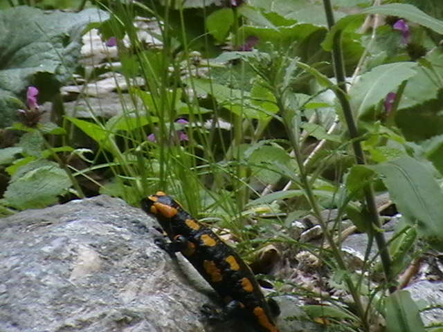 Picture 090