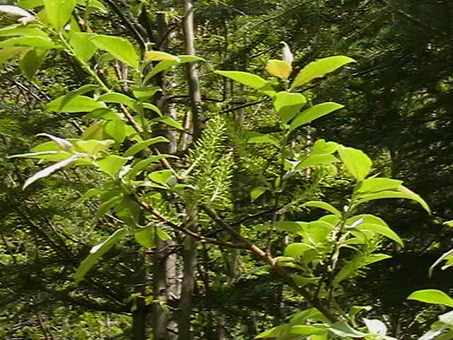 Picture 095