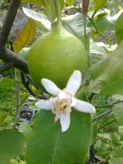 Floarea si fructul lamaiului - Arbusti fructiferi