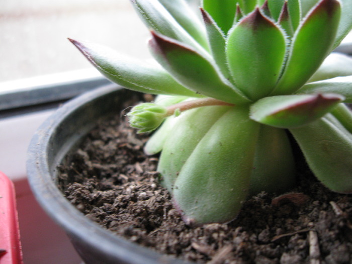 IMG_4723 - Sempervivum Calcareum