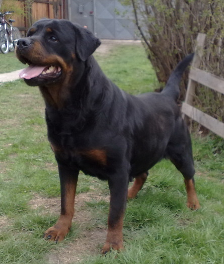 20090419zsozso - rottweiler canisa adamsrott