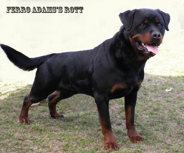 rocky,,2eves - rottweiler canisa adamsrott