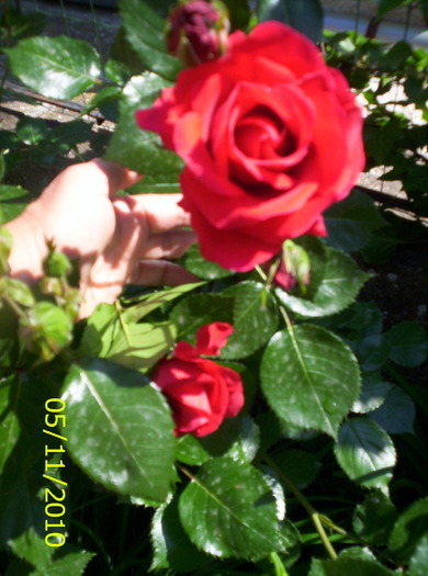 100_2670 - trandafiri
