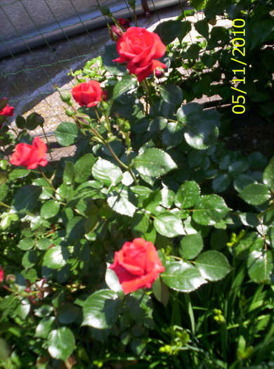 100_2669 - trandafiri