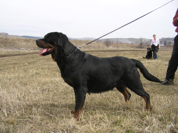 P3293271 - rottweiler canisa adamsrott