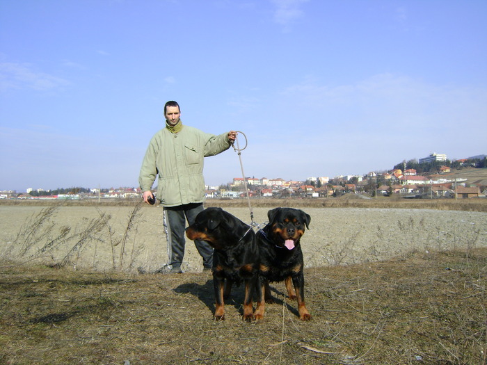 vitan  jojo - rottweiler canisa adamsrott