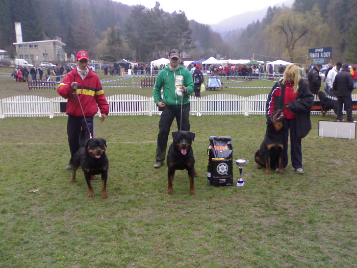 gringo si vitan - rottweiler canisa adamsrott