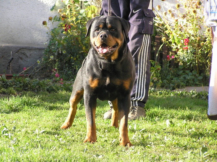 vitan mediguard - rottweiler canisa adamsrott