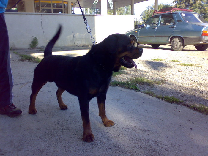 vitan la 3 ani - rottweiler canisa adamsrott