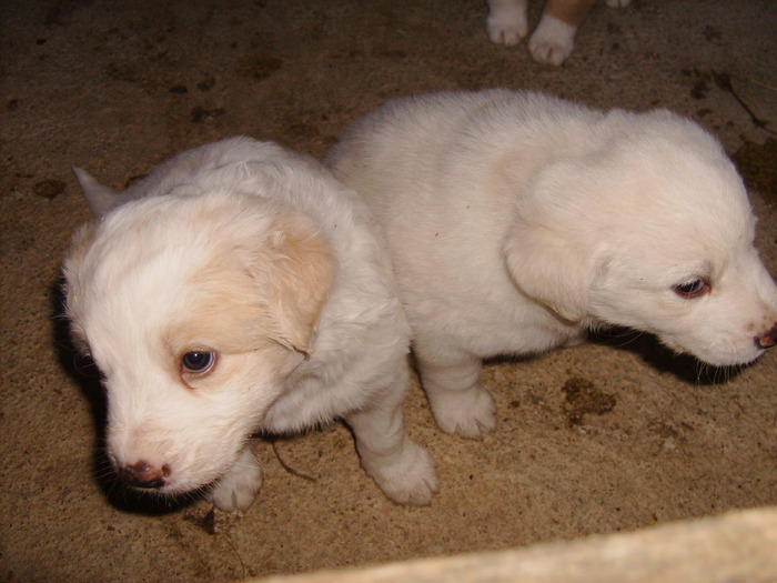 11 mai 2010 011 - tineret canin