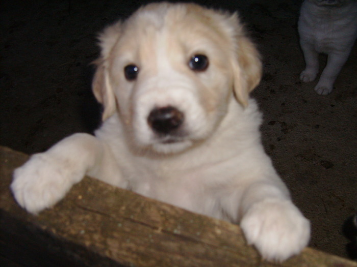11 mai 2010 012 - tineret canin