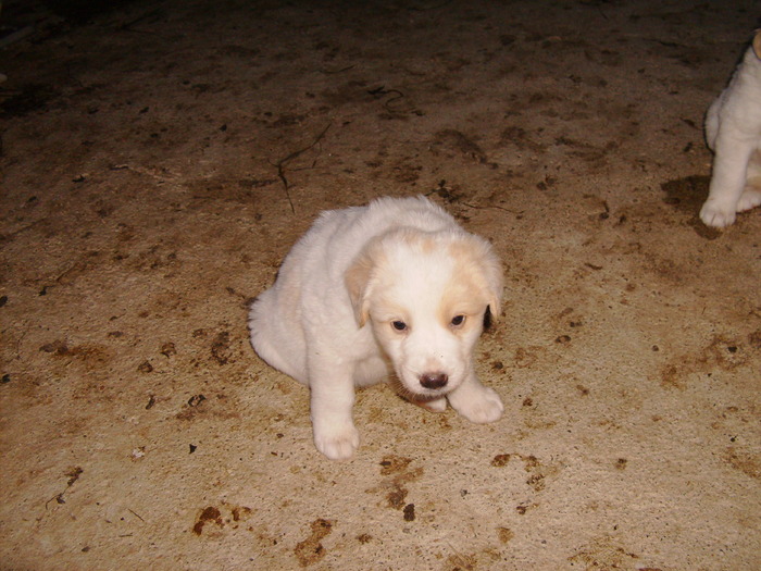 11 mai 2010 017 - tineret canin
