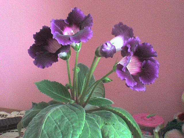 gloxenie - flori - gloxenii inflorite 2010